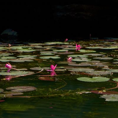 images